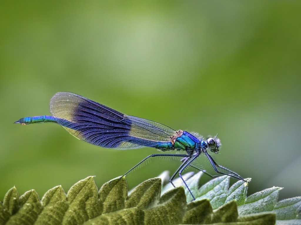 Большая синяя стрекоза сидит на листе на зеленом фоне