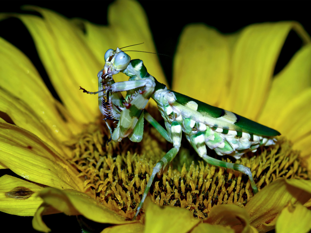 Большой зеленый богомол на желтом цветке подсолнуха