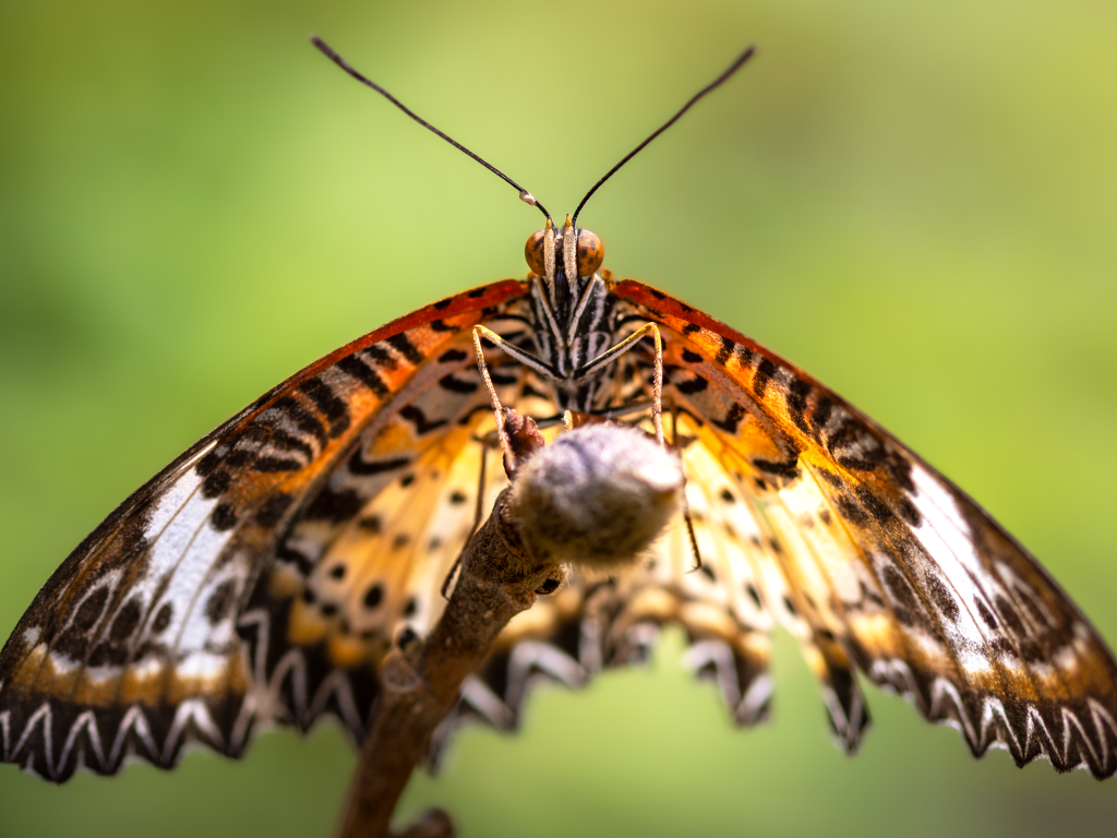 Большая бабочка златоглазка на ветке