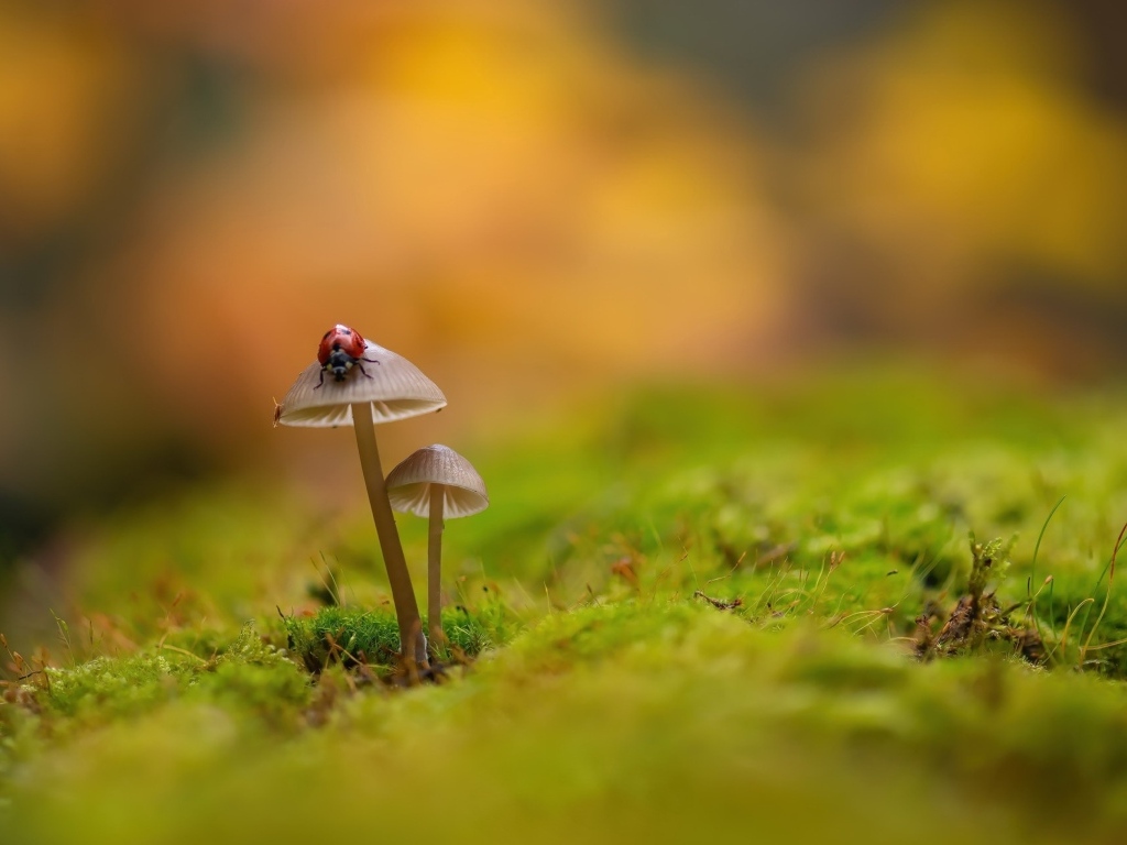 Красная маленькая божья коровка сидит на грибе