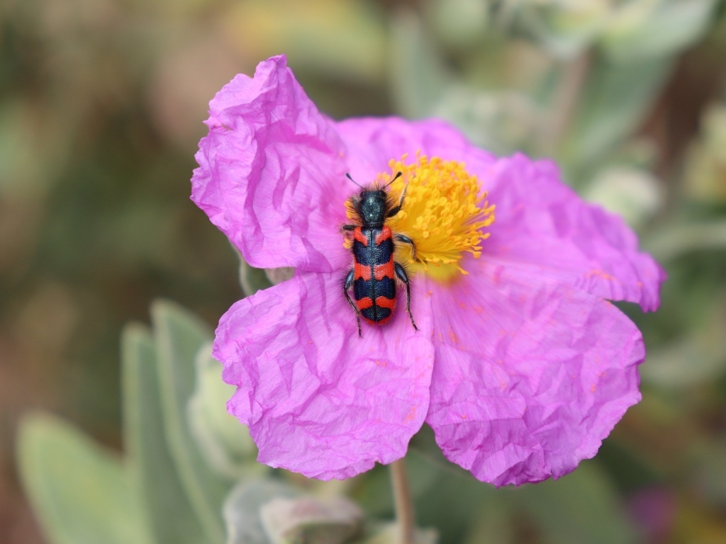 Полосатый жук сидит на розовом цветке