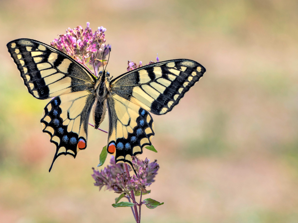 Бабочка махаон сидит на розовом цветке 