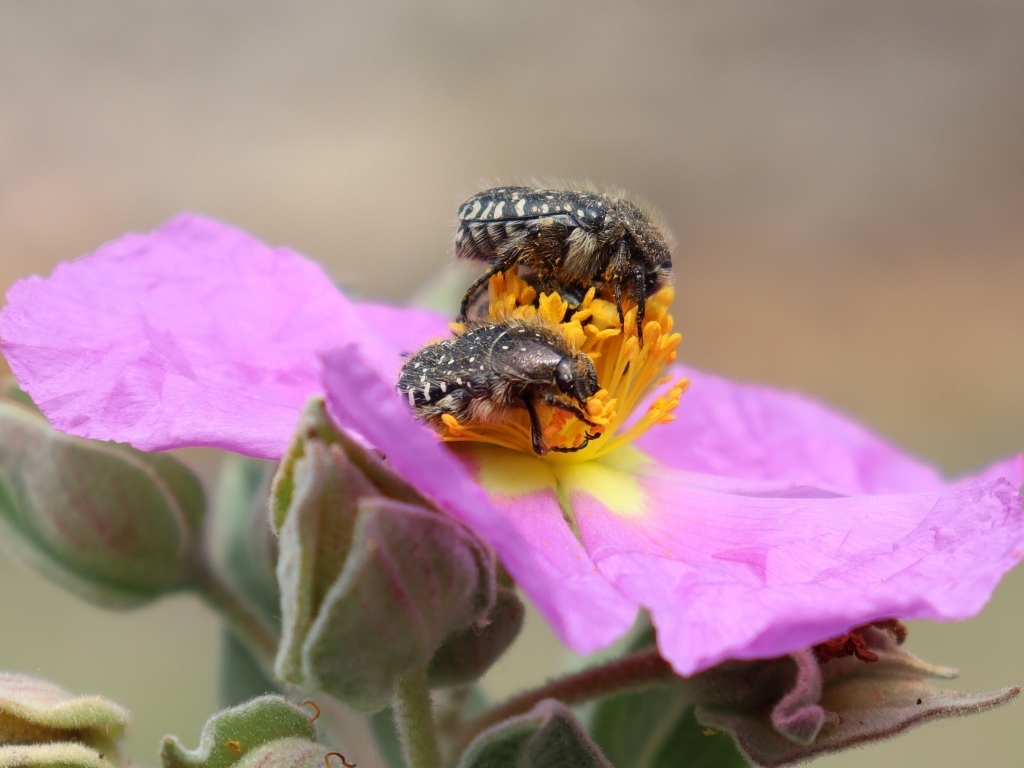 Два черных жука на розовом цветке