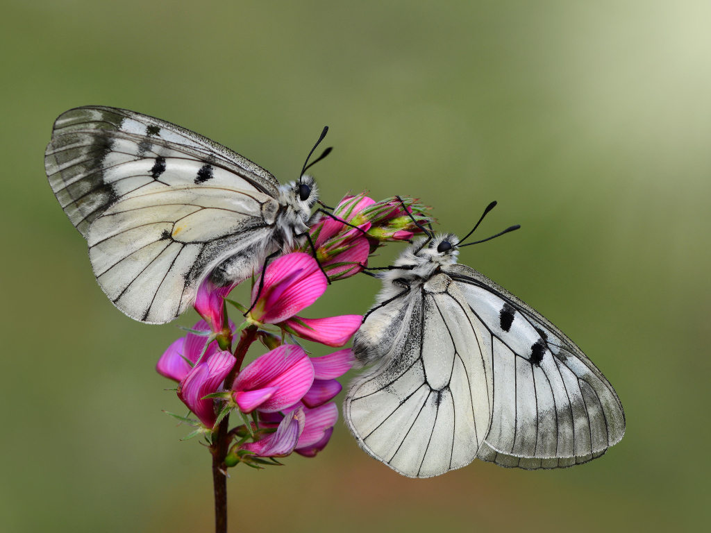 Две бабочки капустницы сидят на розовом цветке