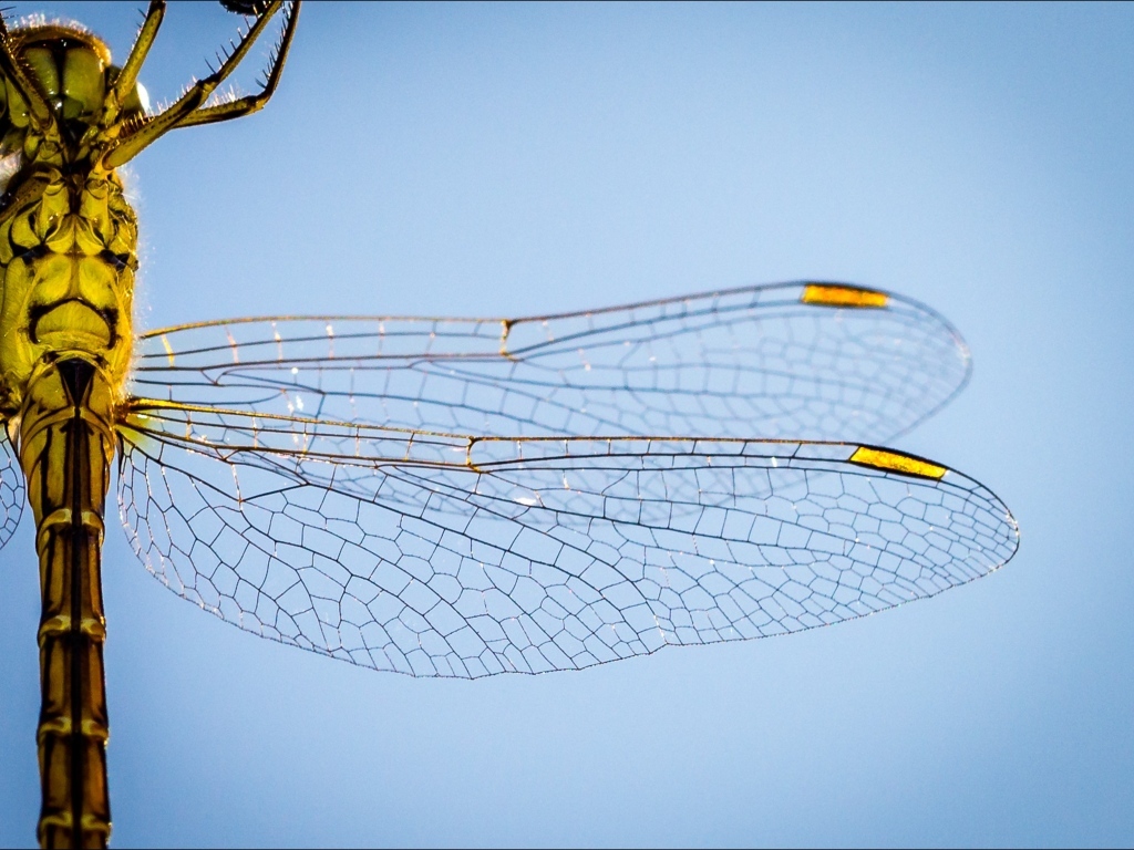 Два прозрачных крыла у большой стрекозы на голубом фоне