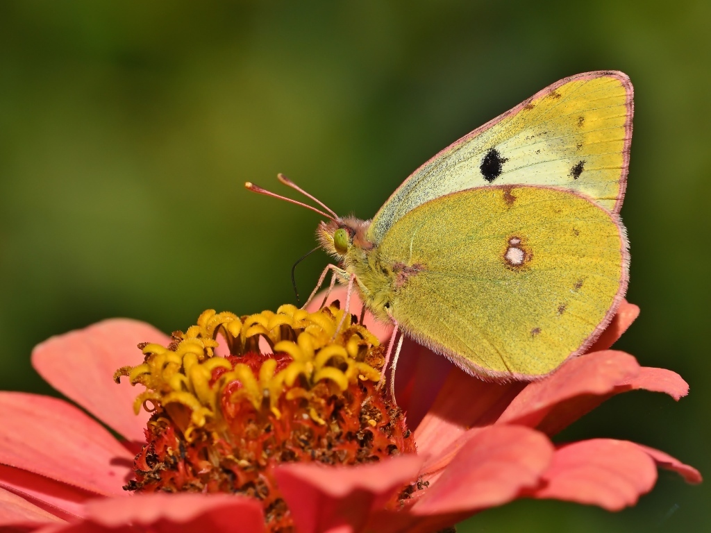 Желтая бабочка сидит на розовом цветке циннии 