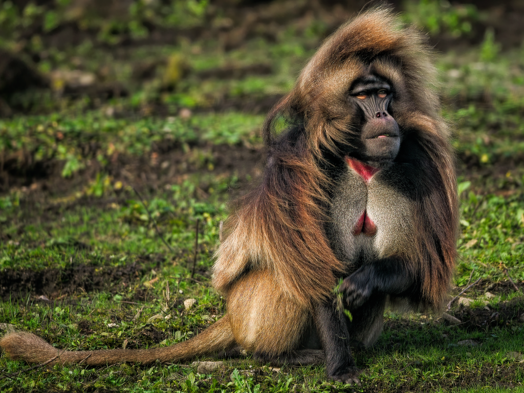 Бабуин сидит на траве