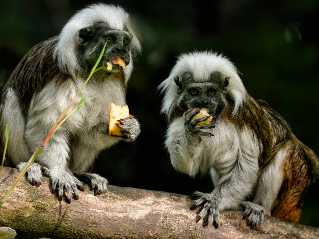 Две обезьяны хлопковый тамарин