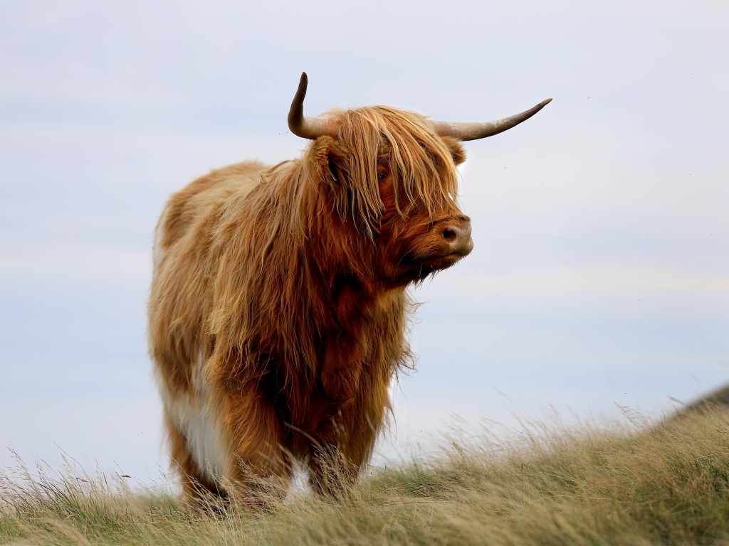 Лохматая высокогорная корова