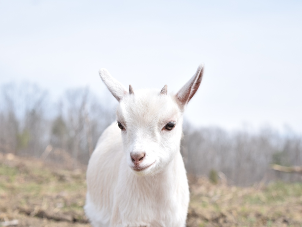Белый домашний козленок с маленькими рожками