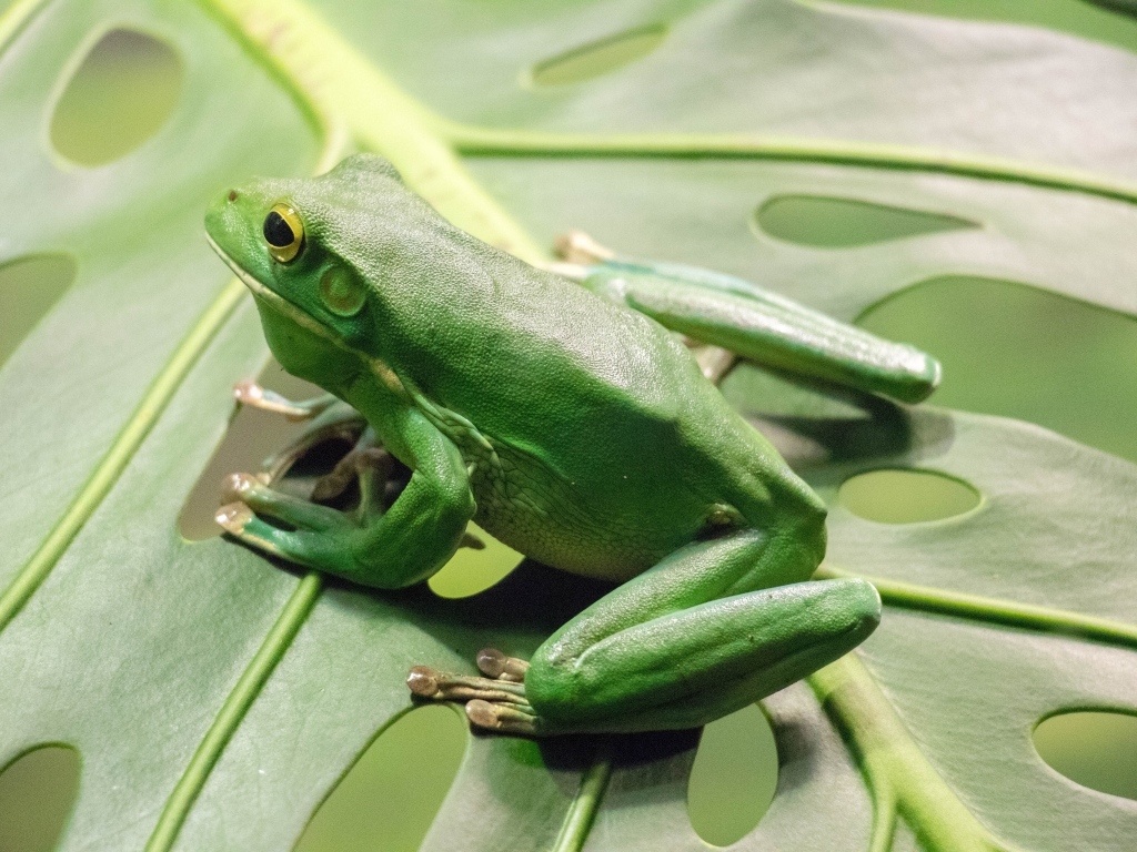 Большая зеленая лягушка сидит на листе