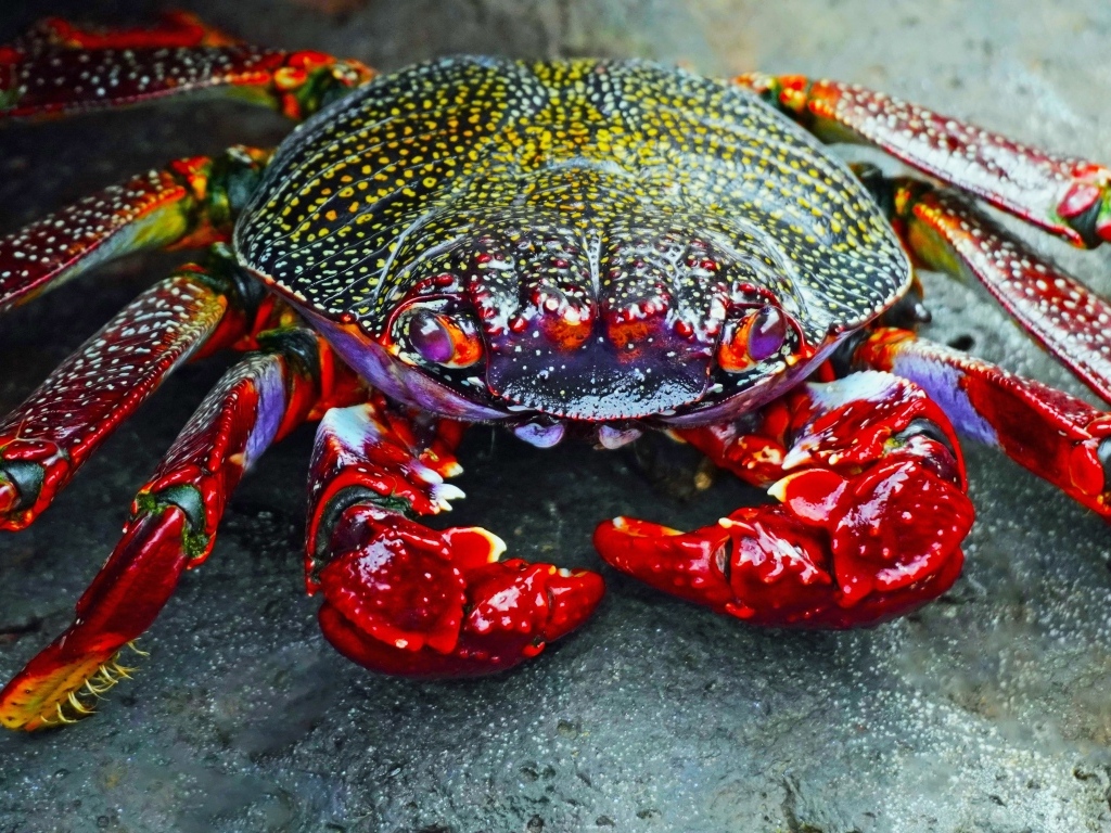 Большой краб с красными щупальцами