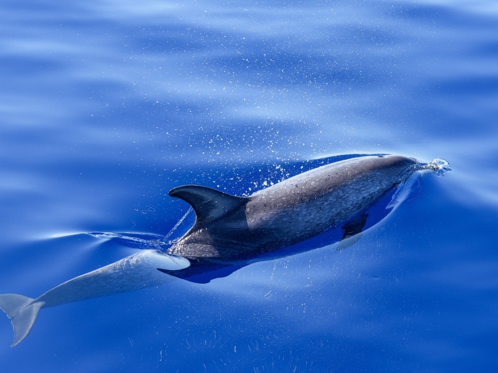 Дельфин плывет в воде в море
