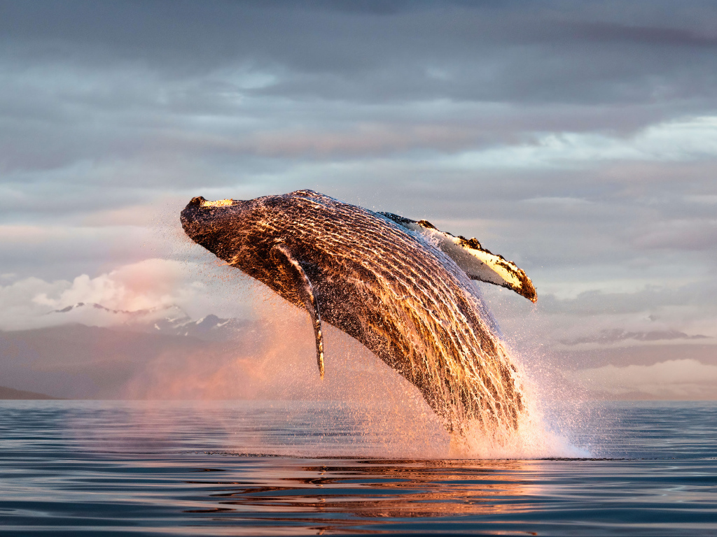 Большой кит выпрыгивает из воды в океане