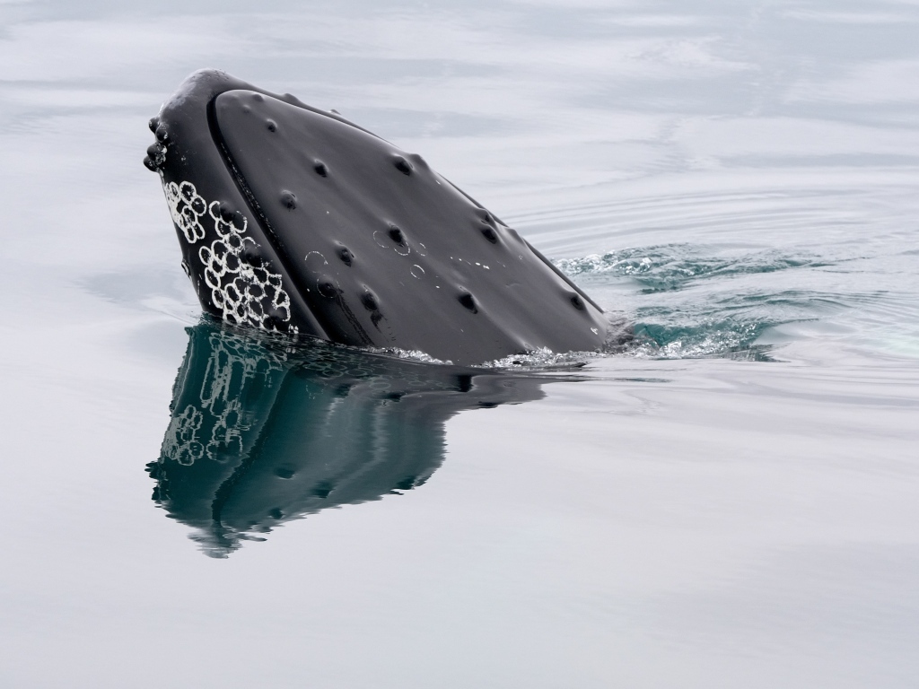 Большой кит в воде