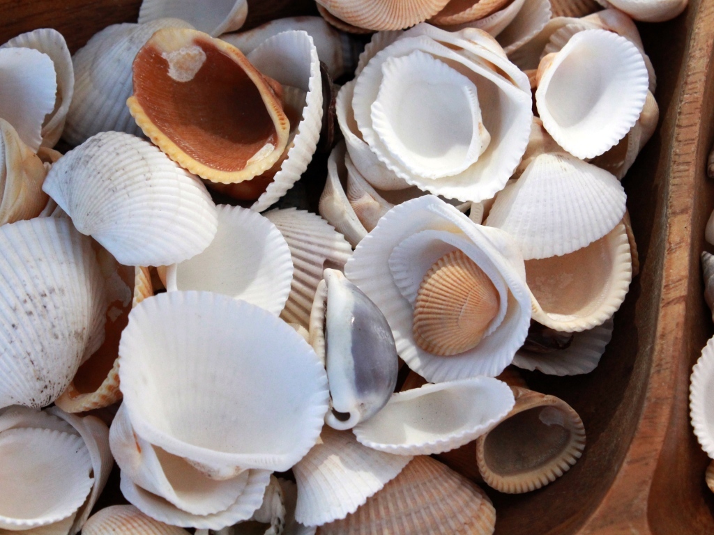 Много морских ракушек крупным планом