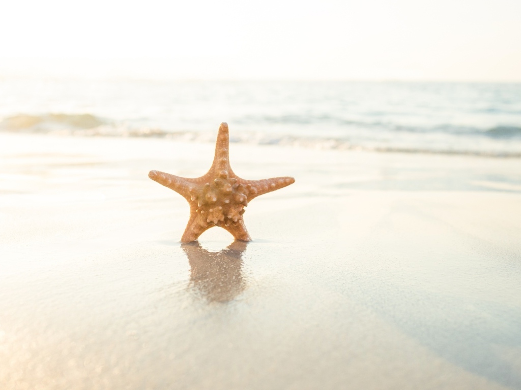 Морская звезда на мокром песке в лучах солнца на пляже