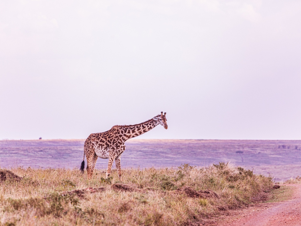 Большой жираф стоит у воды