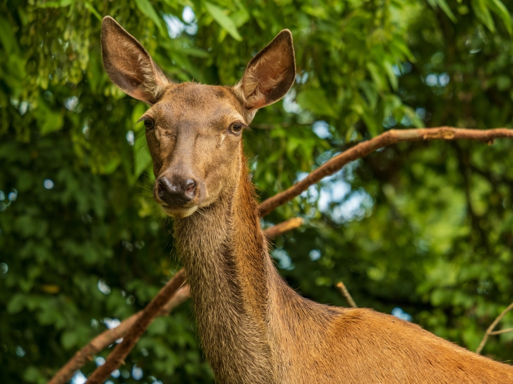 Большая коричневая олениха