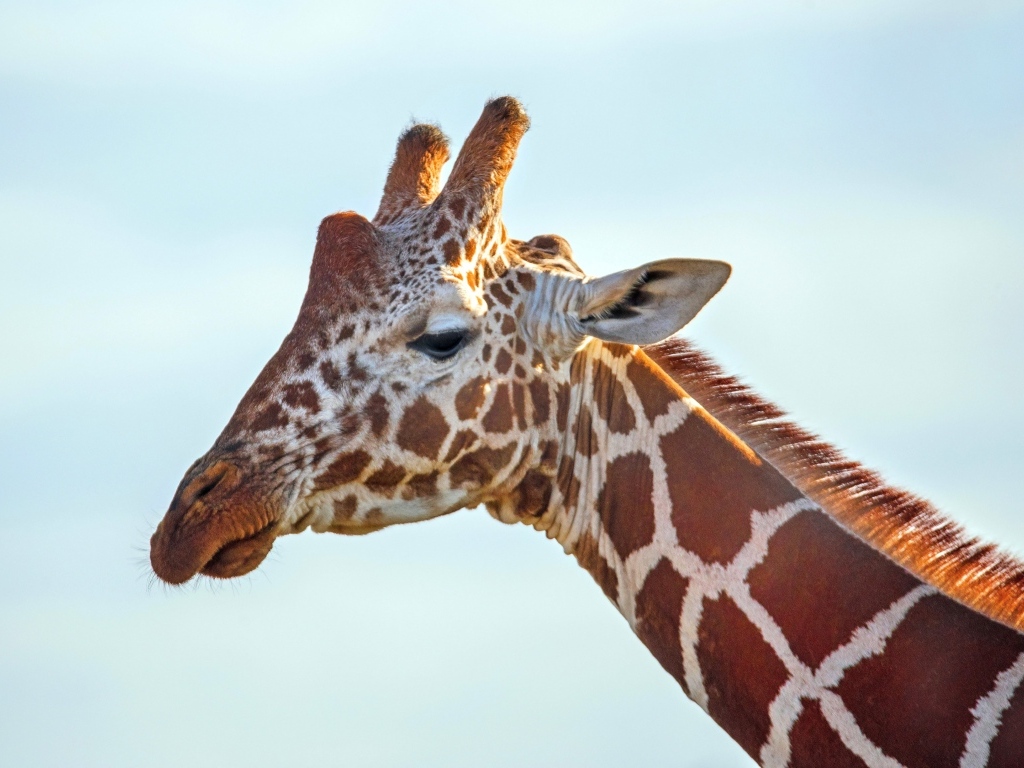 Жираф на фоне голубого неба крупным планом