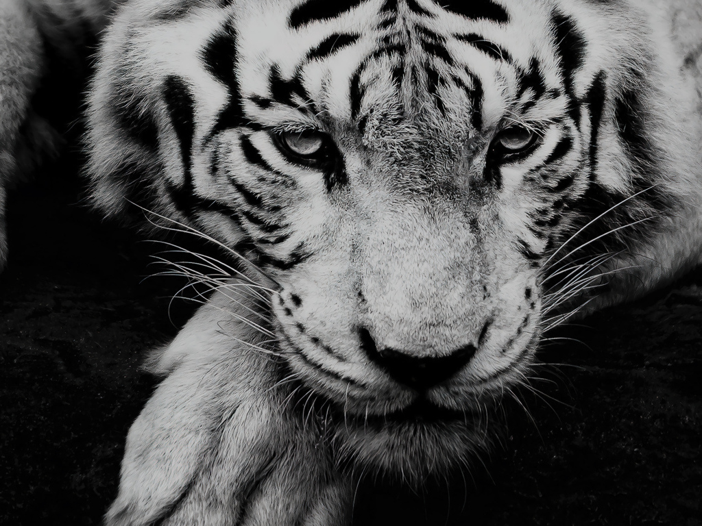 Большой белый тигр с грустной мордой