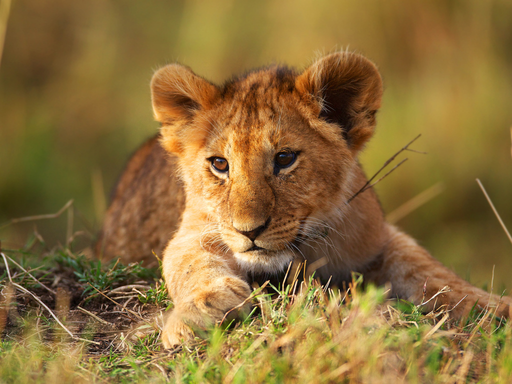 Маленький львенок лежит на зеленой траве