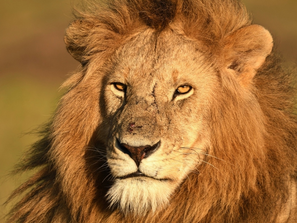 Морда большого хищного льва крупным планом