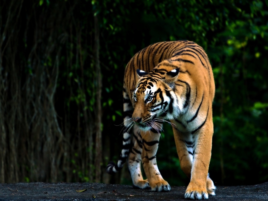 Полосатый бенгальский тигр в зоопарке