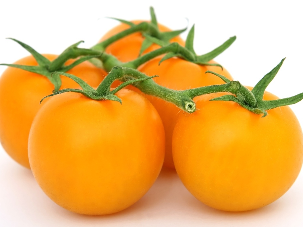 Оранжевые помидоры на ветке на белом фоне