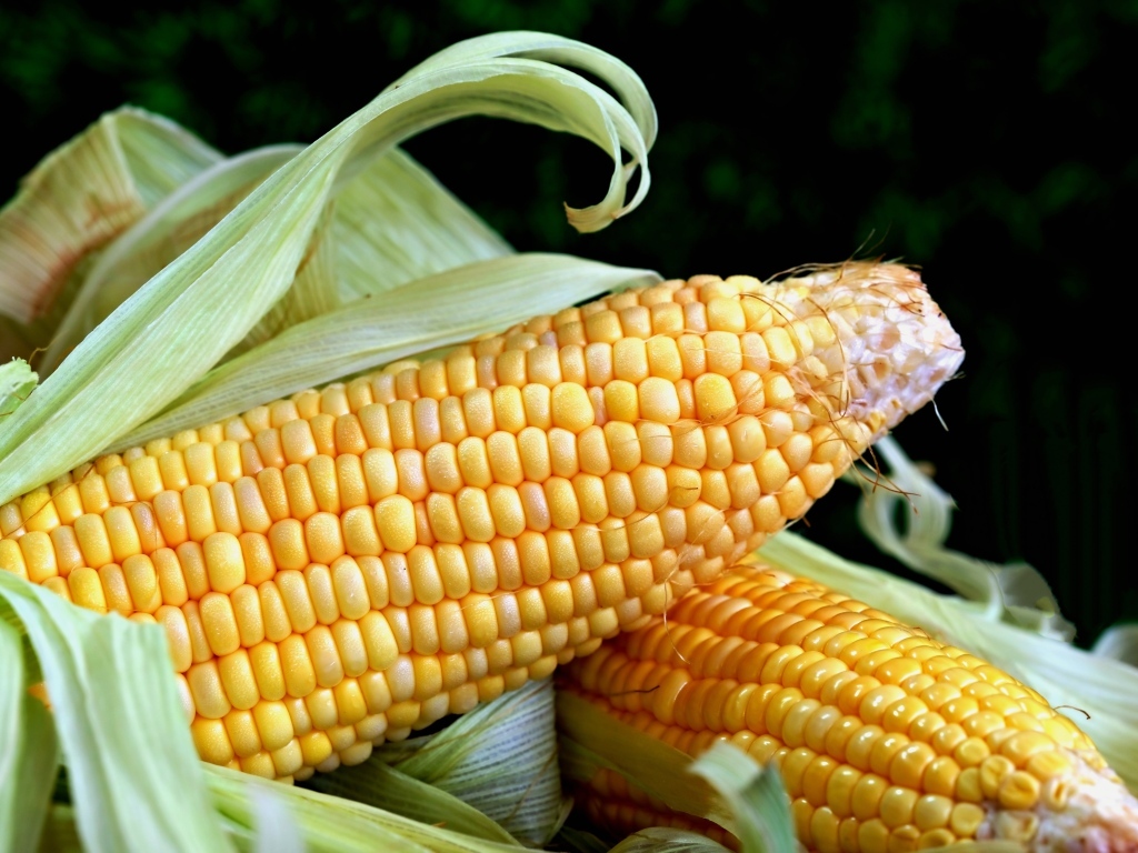 Два початка кукурузы с листьями на черном фоне