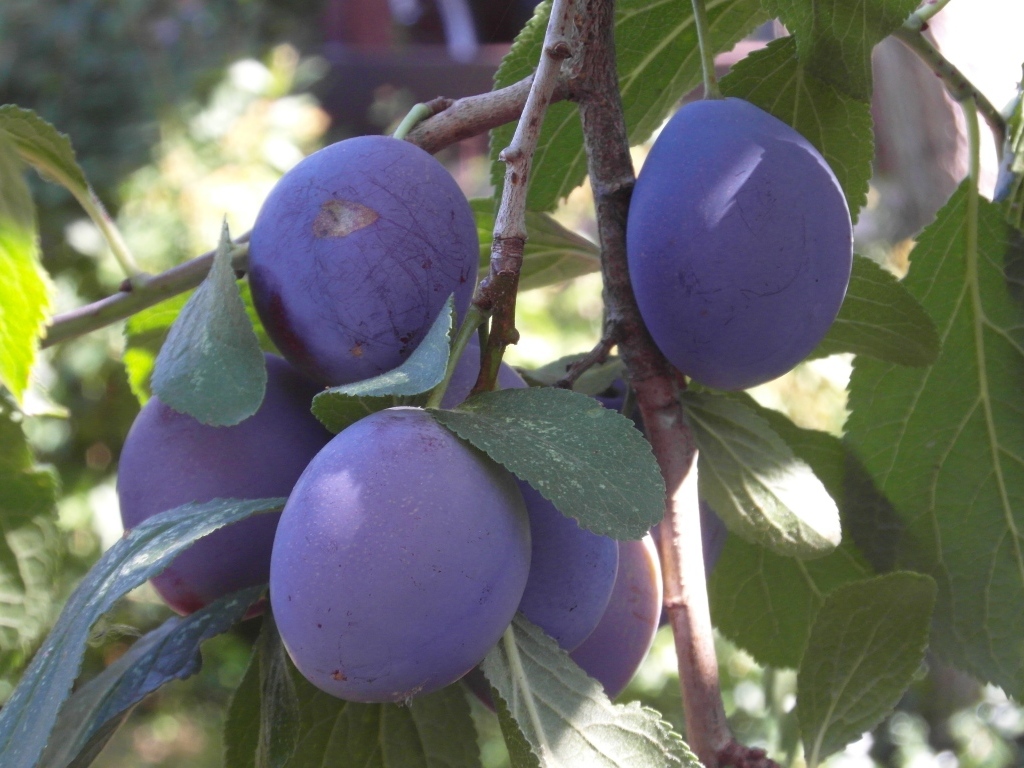 Большие синие сливы на ветках дерева