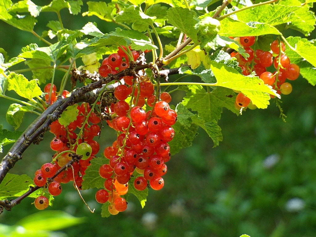 Красная спелая смородина на кусту