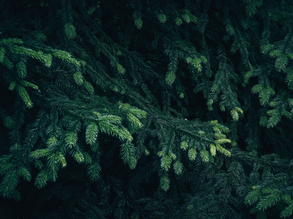 Зеленые еловые ветки крупным планом