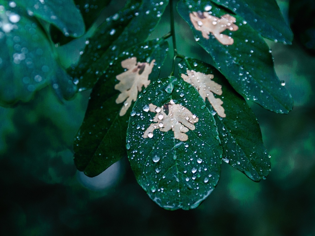 Капли дождя на зеленой ветке дерева