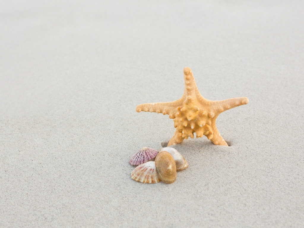 Морская звезда с ракушками на сером песке