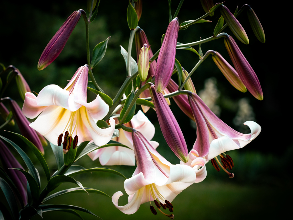 Красивые розовые цветы лилии крупным планом