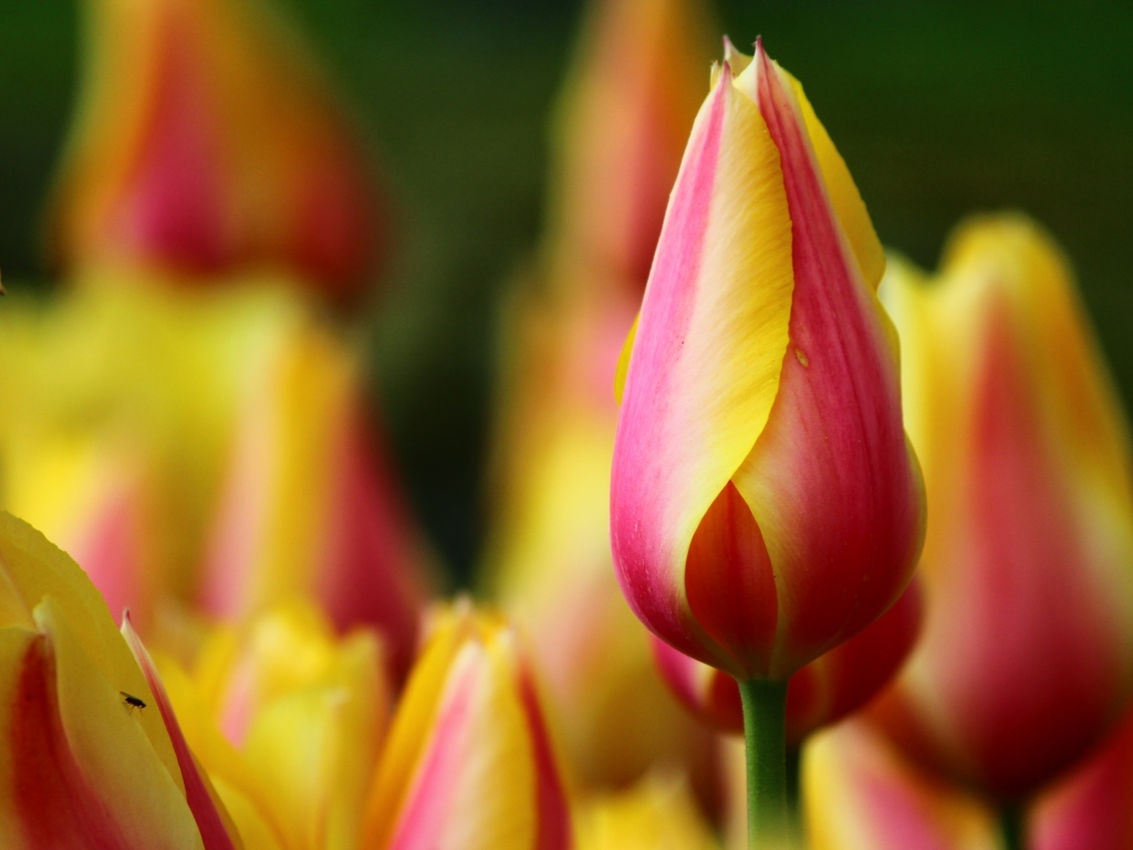 Красивый красный тюльпан с желтыми краями на лепестках