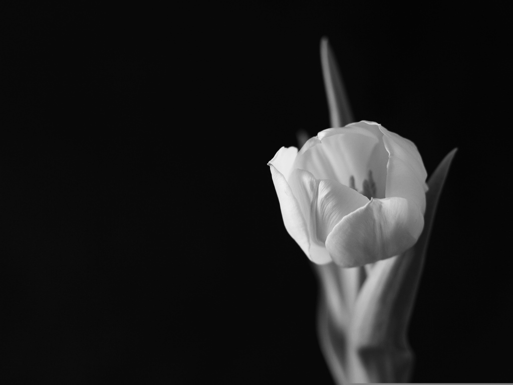 Черно-белое фото тюльпана
