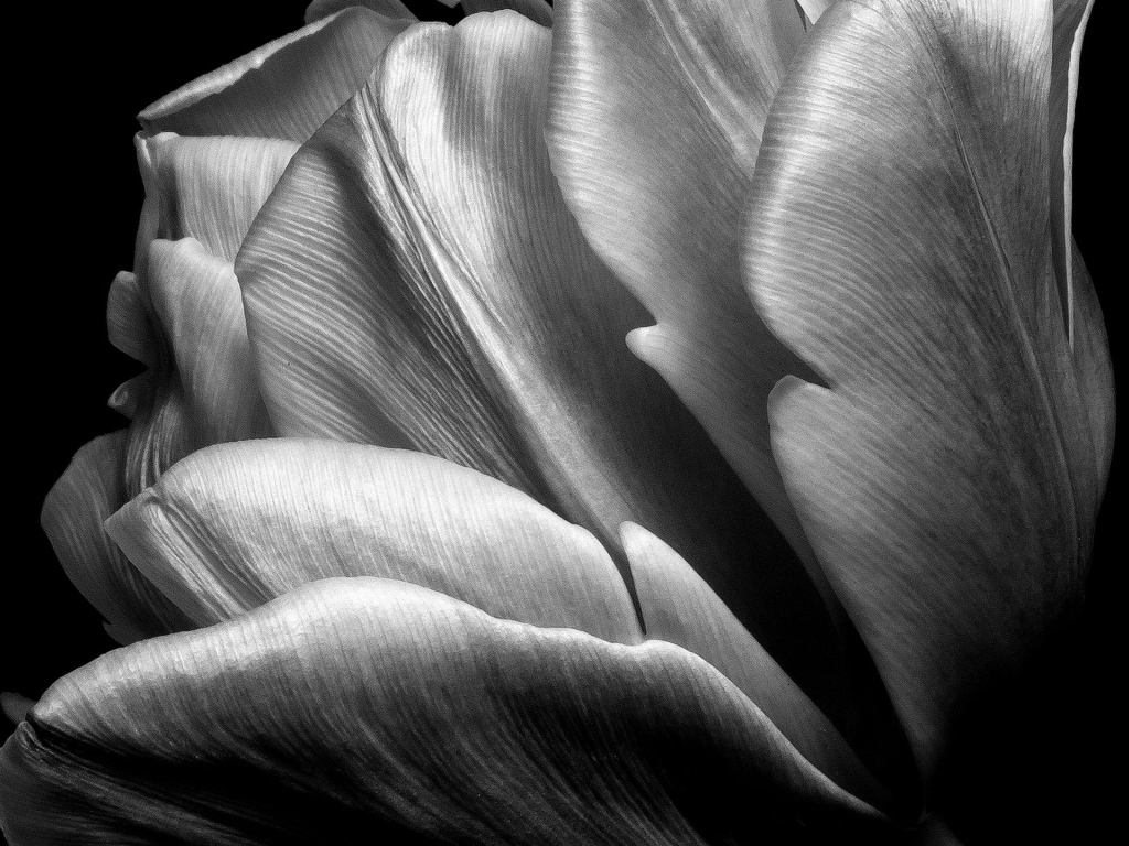 Черно-белое фото тюльпана
