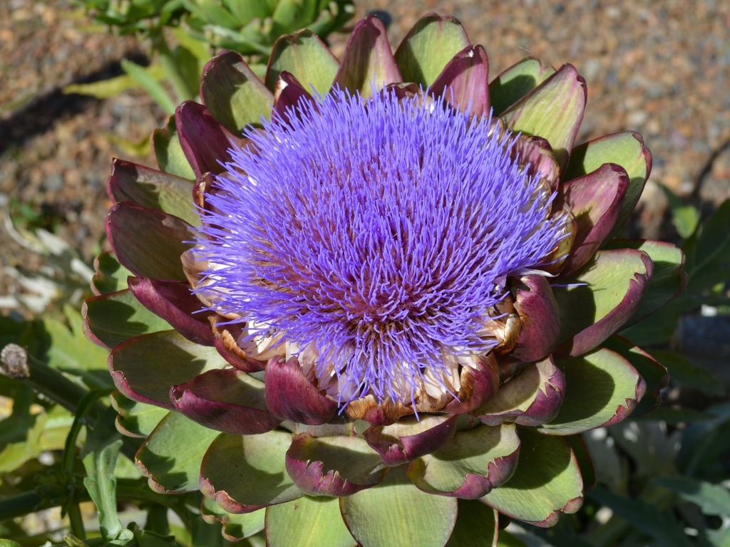 Цветущий артишок на огороде