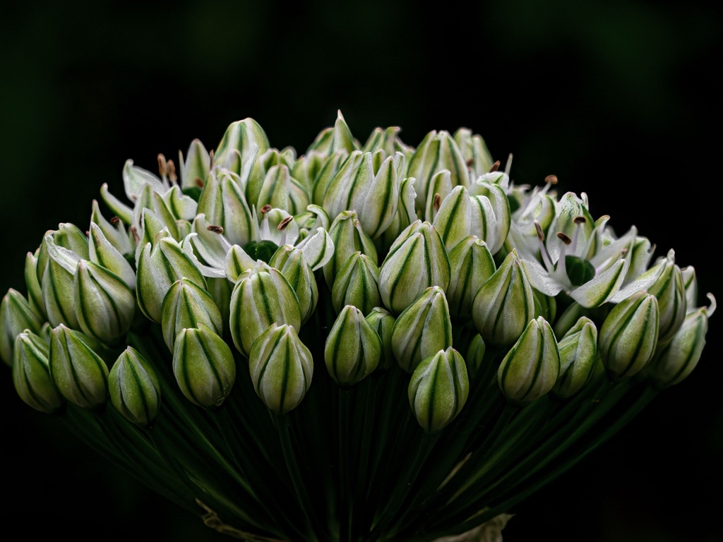 Распускающийся цветок на черном фоне