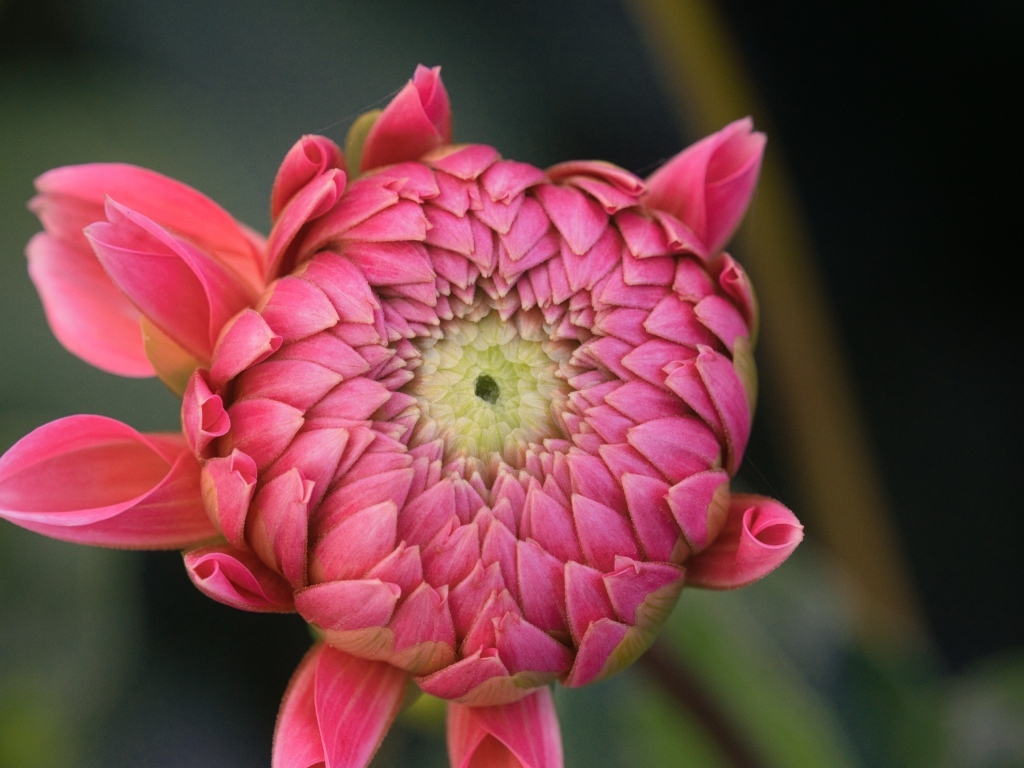 Распускающийся розовый цветок георгина