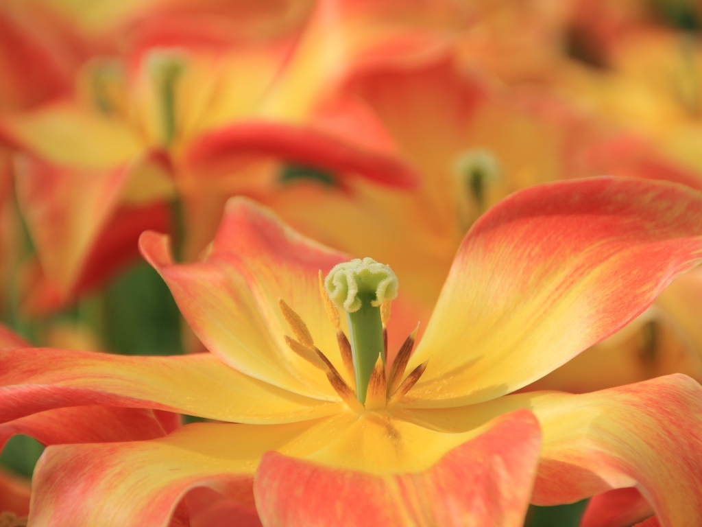 Распустившийся цветок тюльпана 