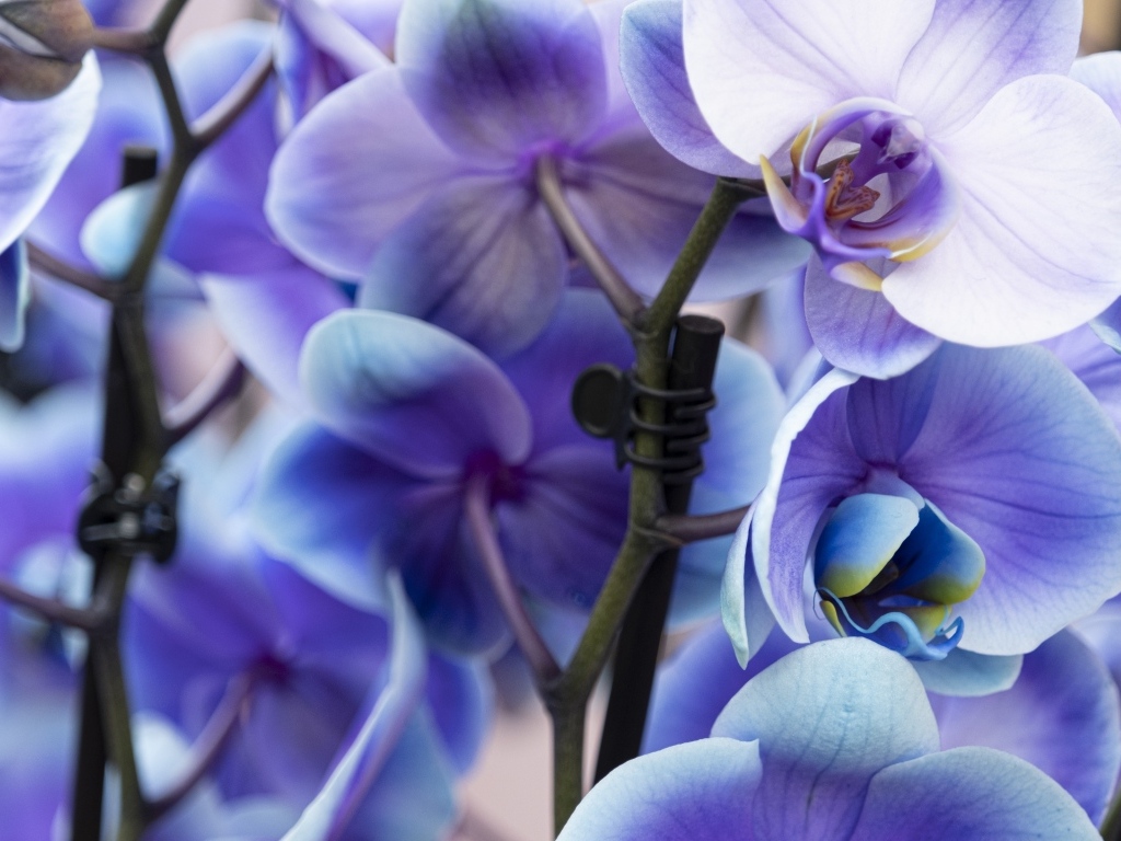Голубые цветы орхидеи крупным планом