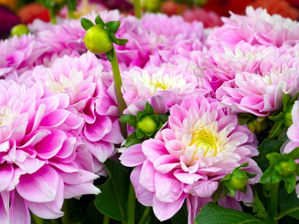 Букет красивых пышных цветов георгина