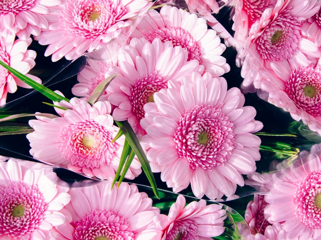 Букет красивых розовых цветов герберы