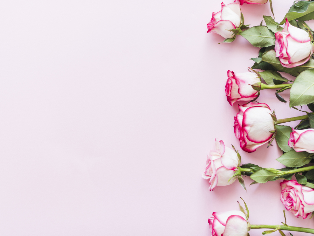 Букет нежных роз на розовом фоне, шаблон