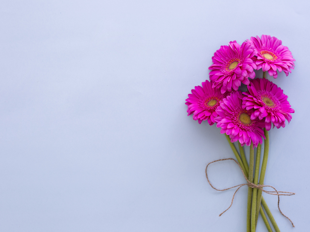 Букет розовых гербер на сером фоне, шаблон открытки