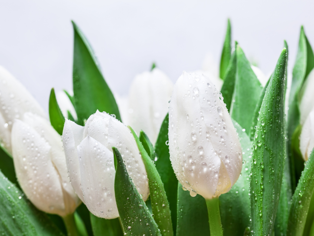 Bouquet of white tulips with green leaves in raindrops