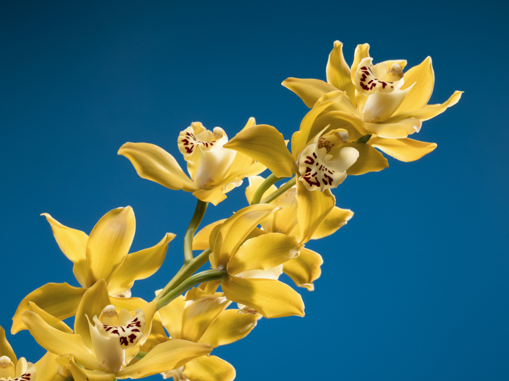 Ветка желтых цветов орхидеи на синем фоне